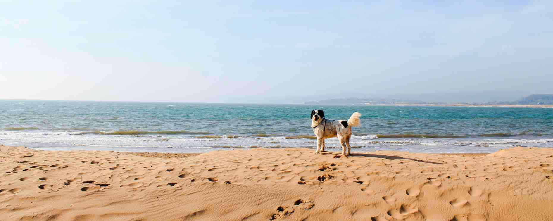 Dog friendly holidays cornwall near deals beach