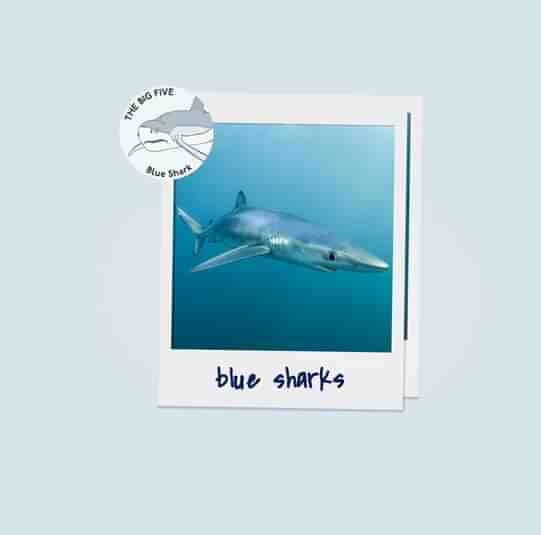Blue Sharks3