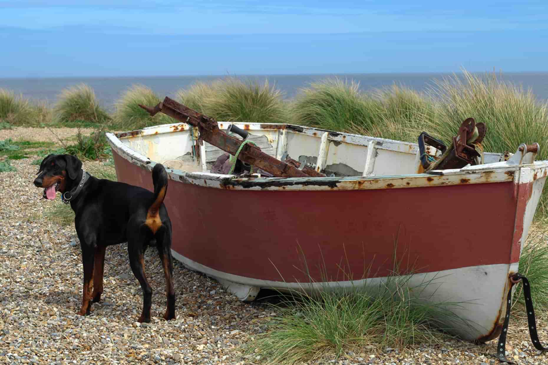 Dog Walk Suffolk Coast