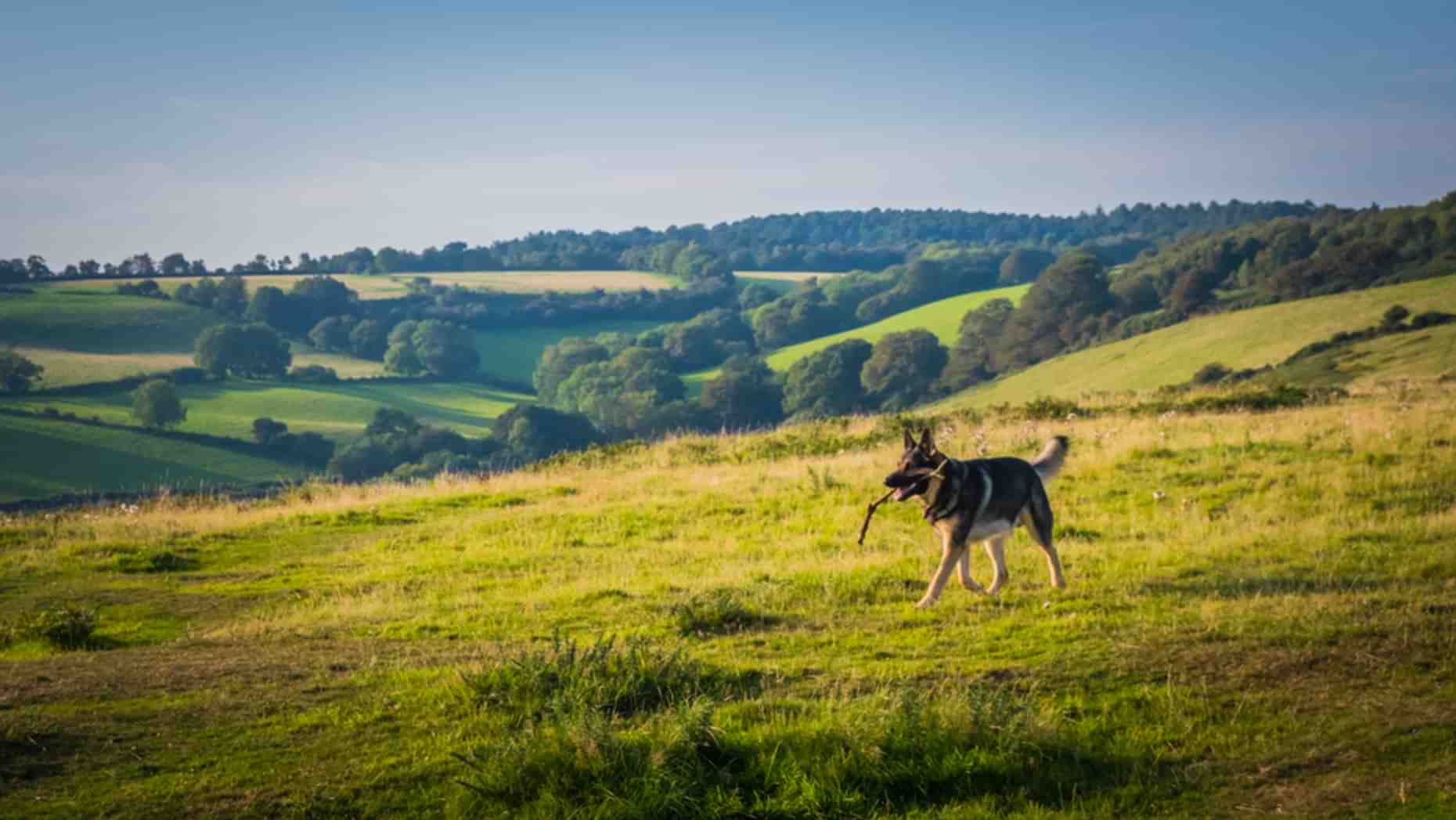 Dog Walks New Forest Landscape