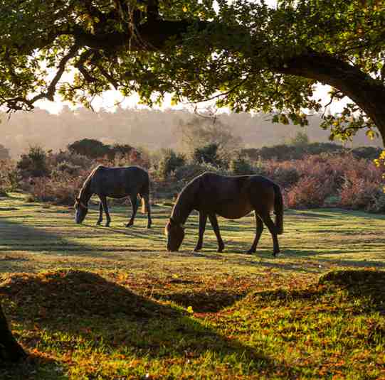 GHF horses