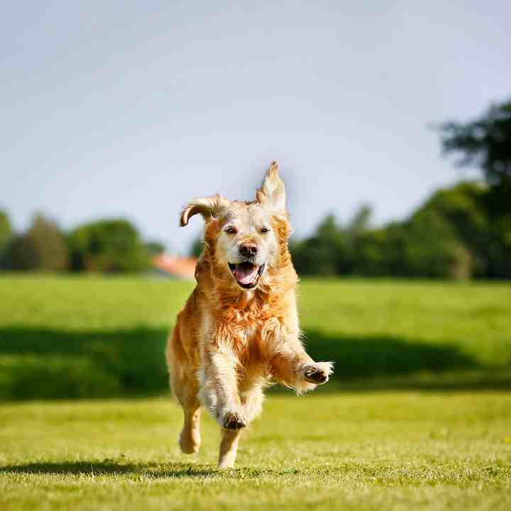 GHF Dog