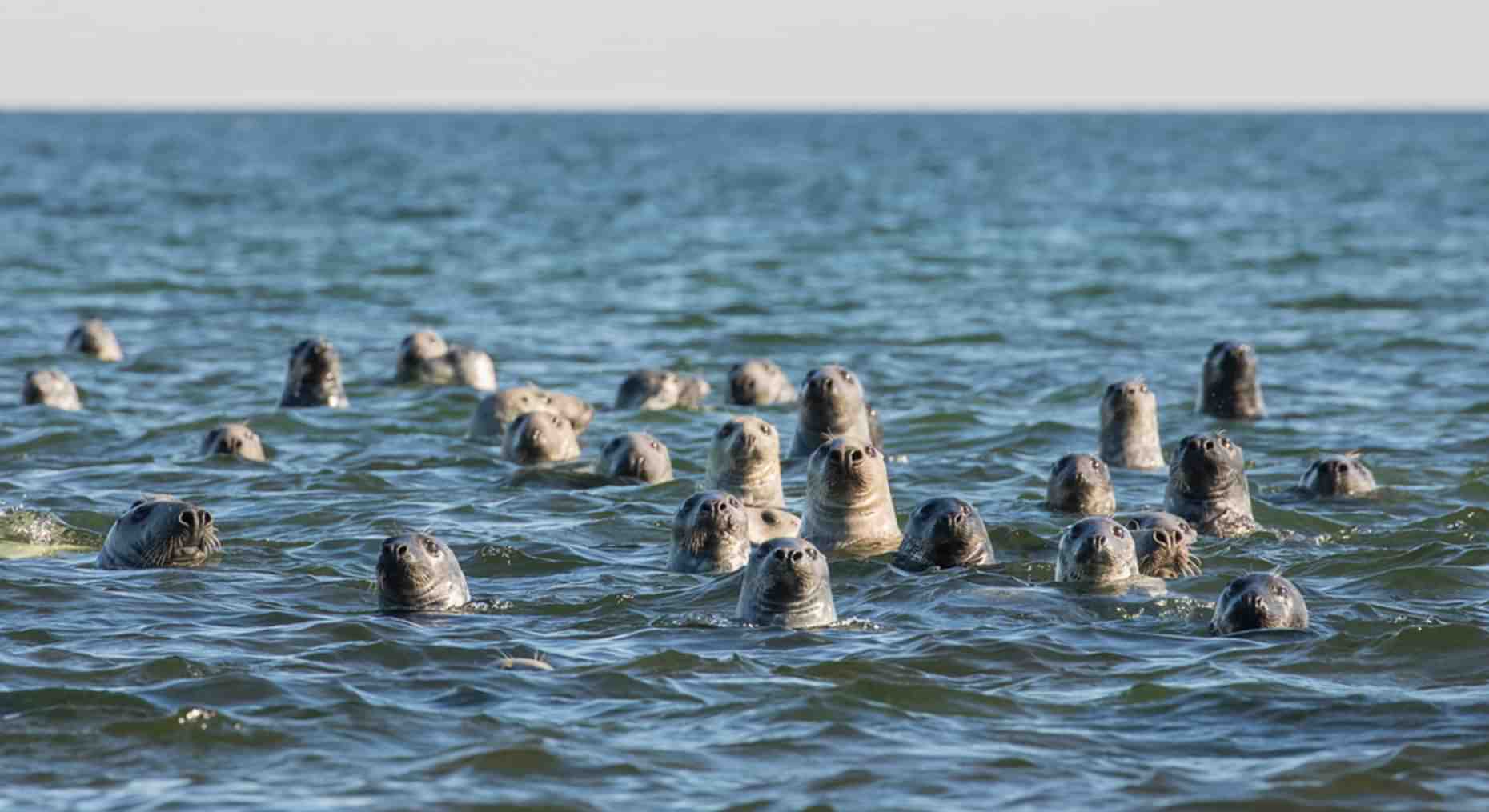 Horsey Gap Seals