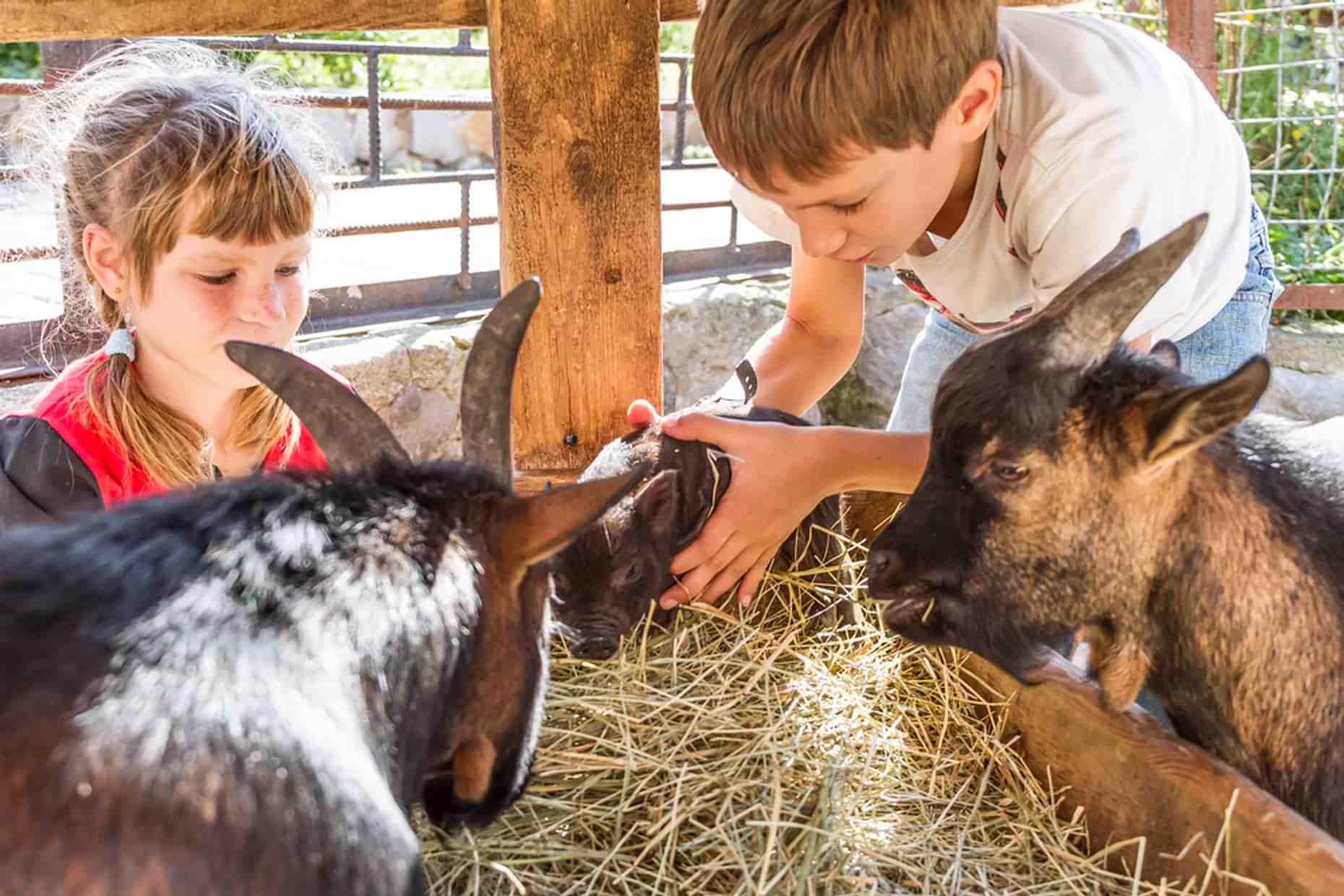 Longdown Activity Farm Petting Animals