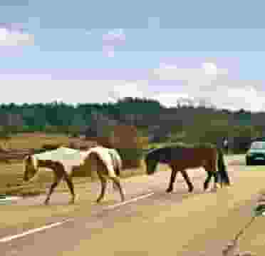 New Forest Ponies 1