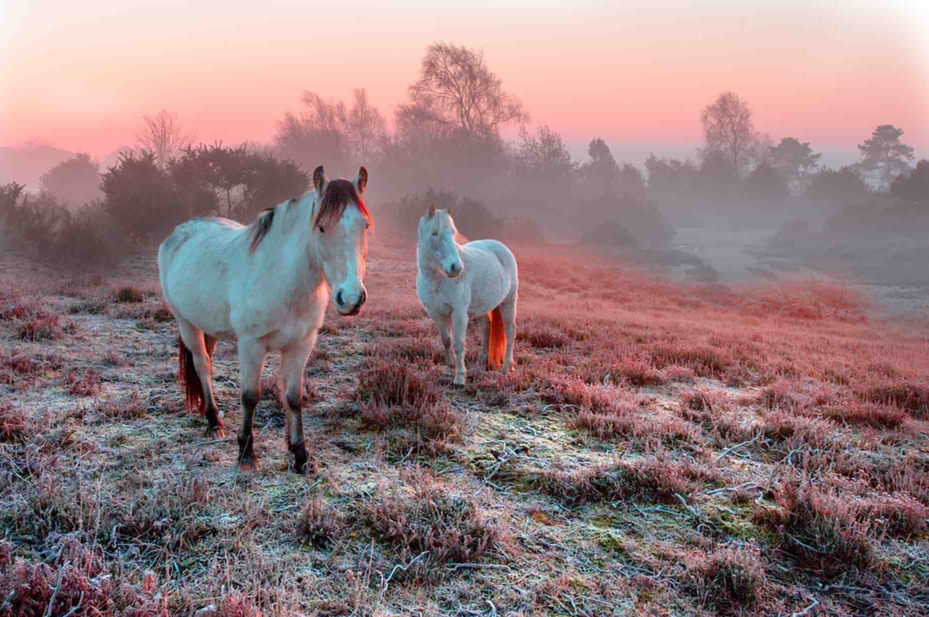New Forest Ponies 10