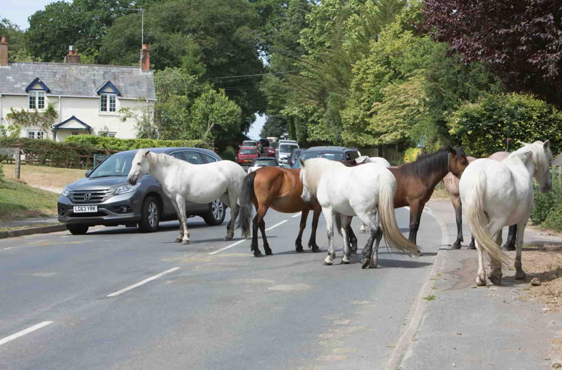 New Forest Ponies 11
