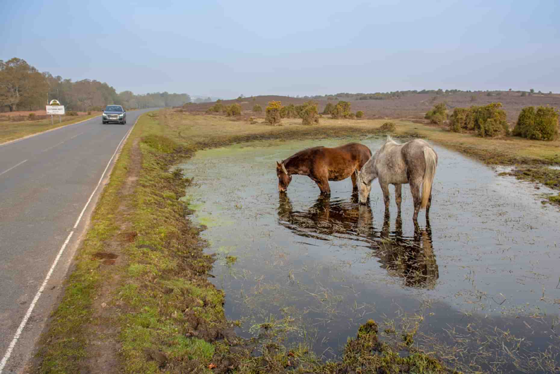 New Forest Ponies 2