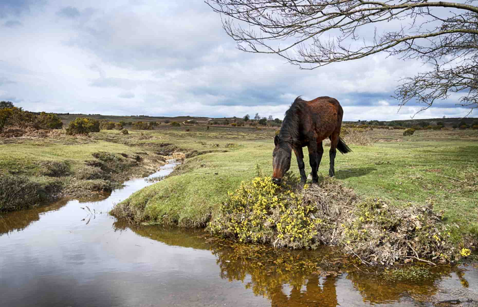 New Forest Ponies 5