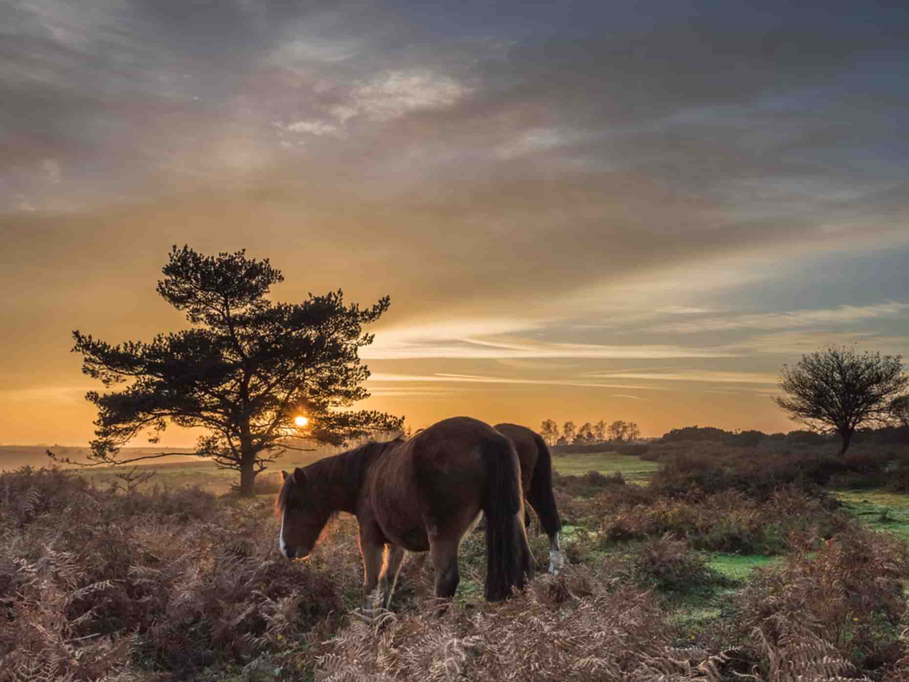 New Forest Ponies 6