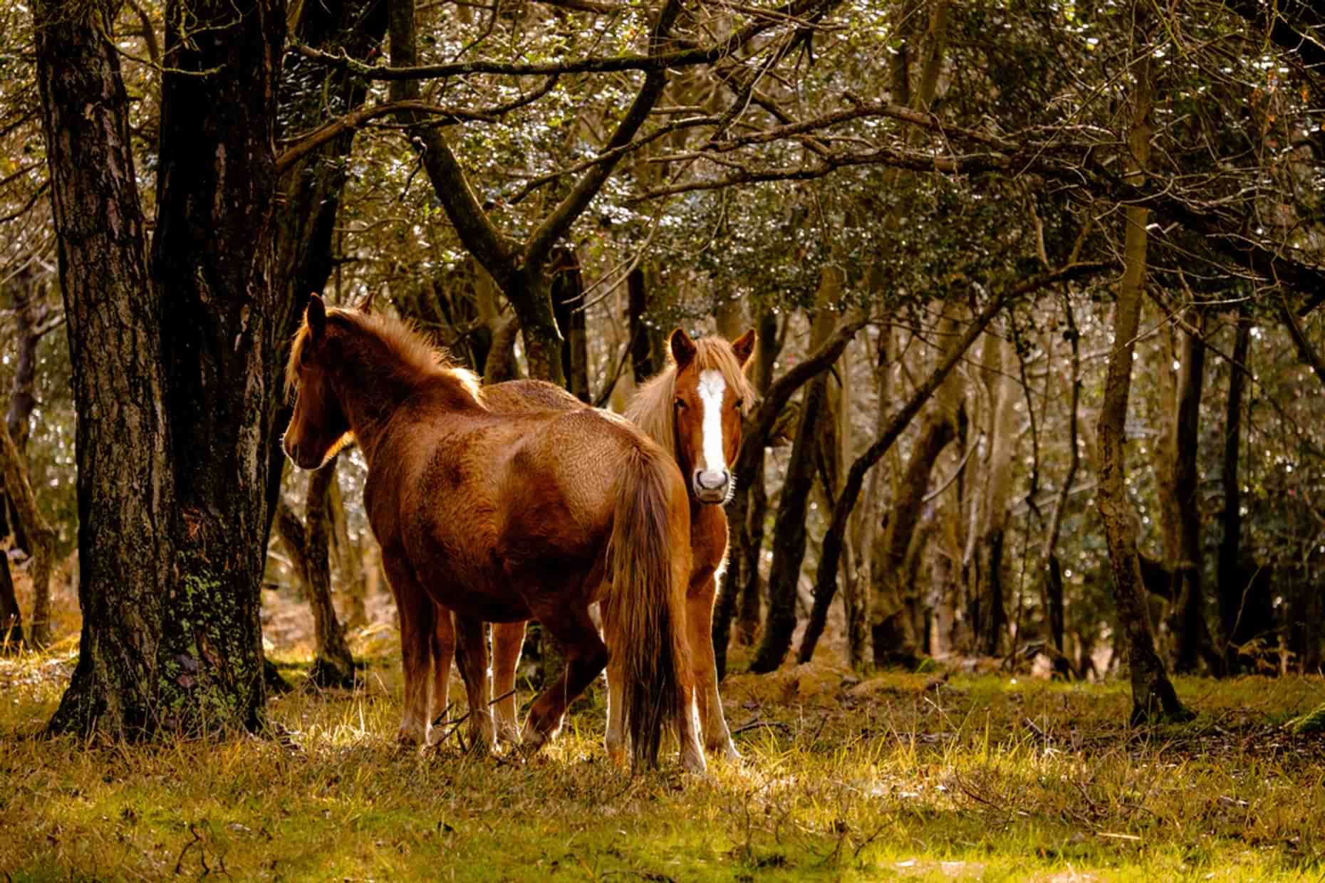 New Forest Ponies 8