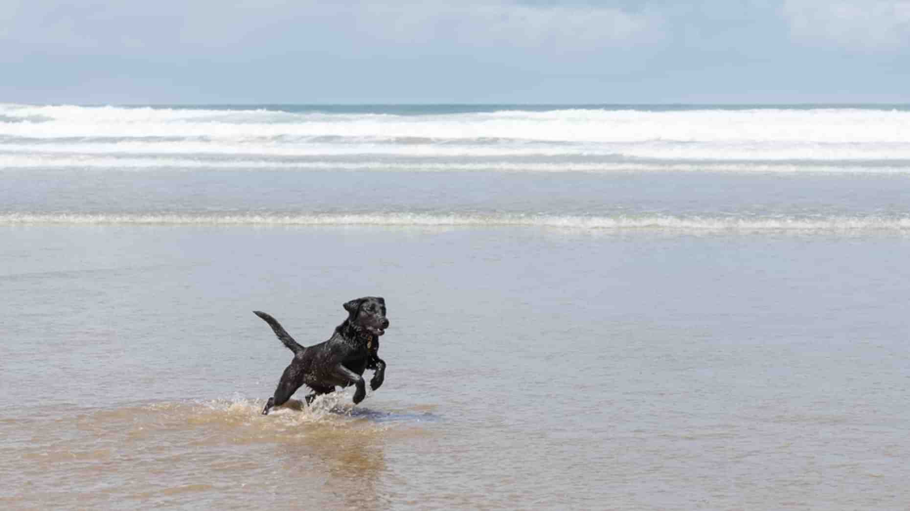 Newquay Dog Friendly Beach Lead