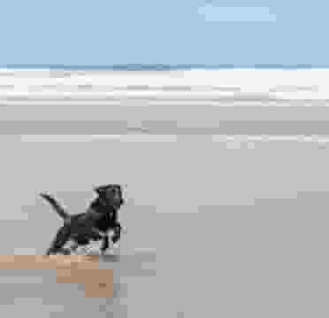 Newquay Dog Friendly Beach Lead