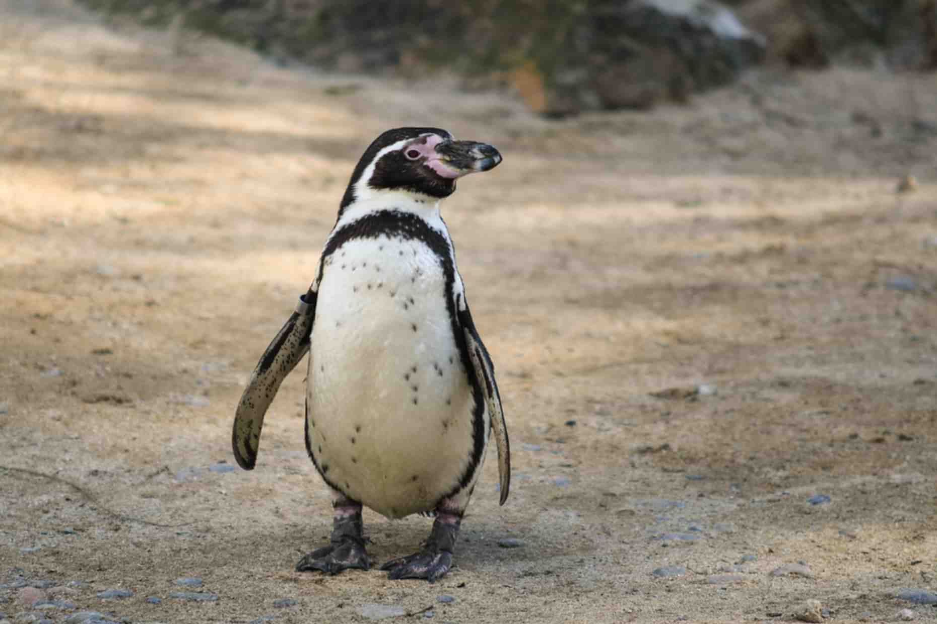 Newquay Zoo Penguin