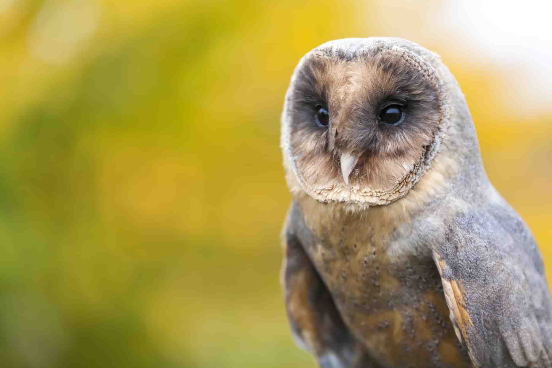 Norfolk Wildlife Black Owl