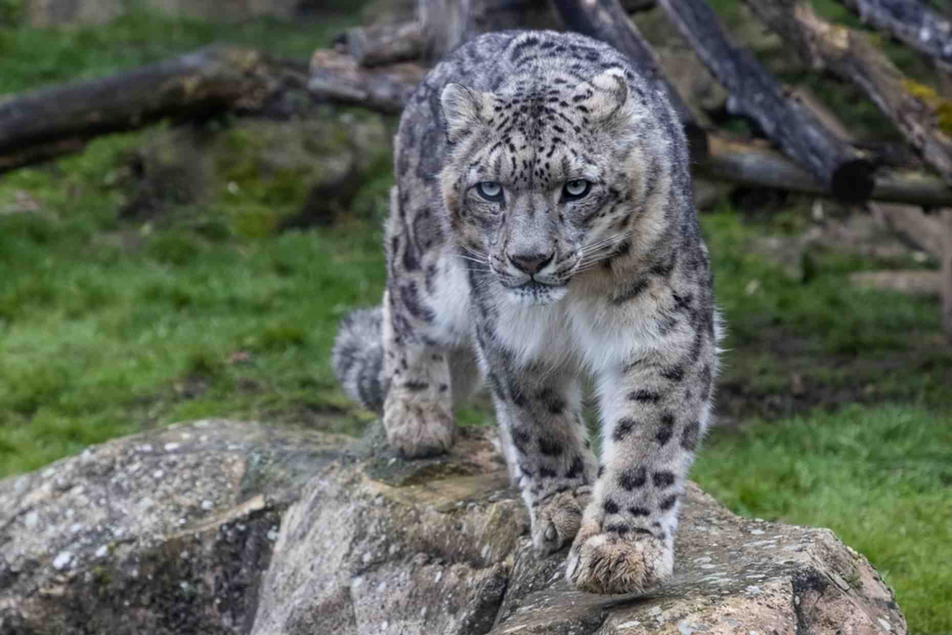 Norfolk Wildlife Snow Leopard