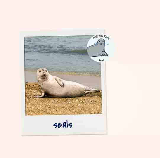 Seal3