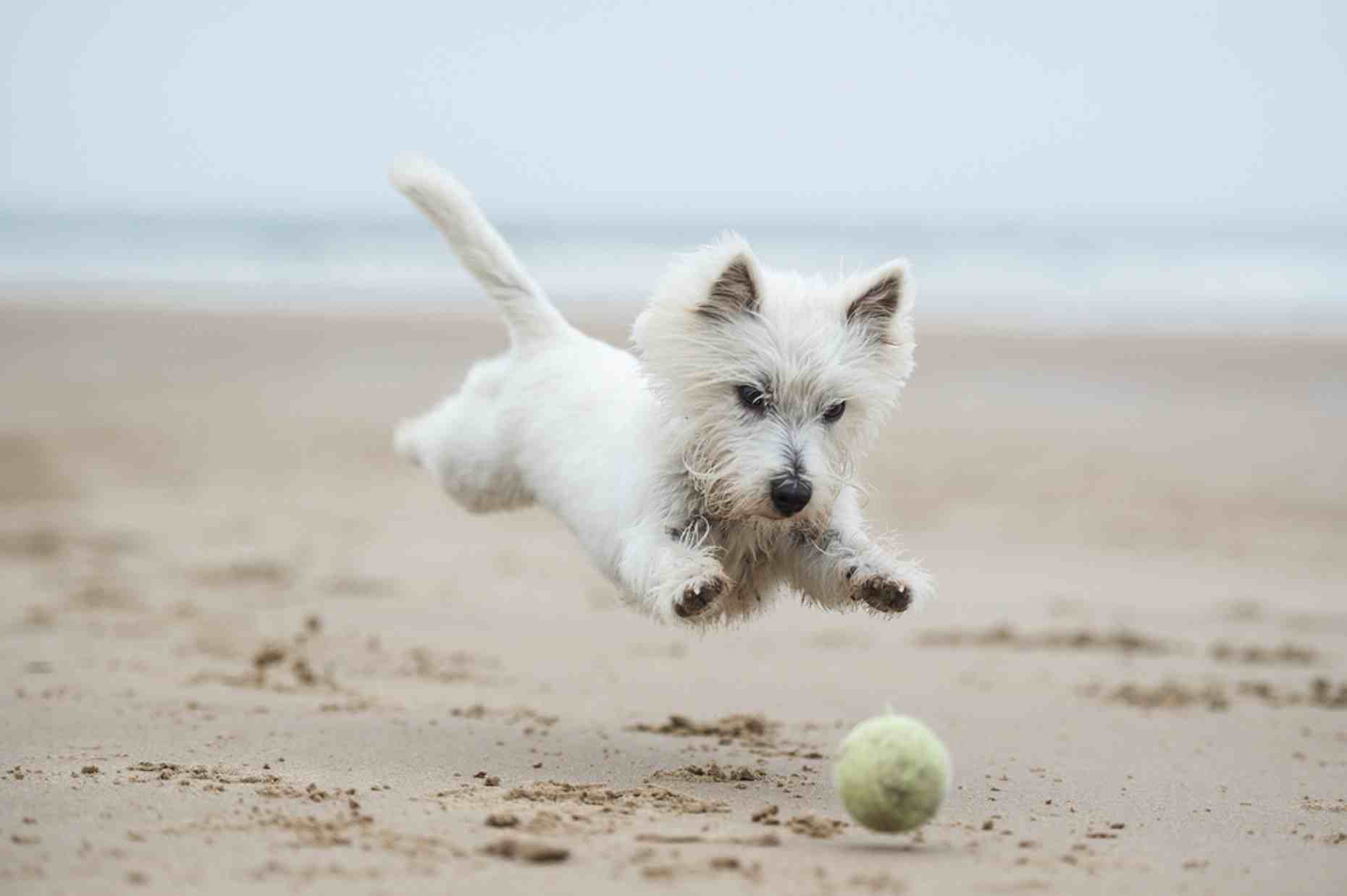 Frisbee the Westie catching the ball