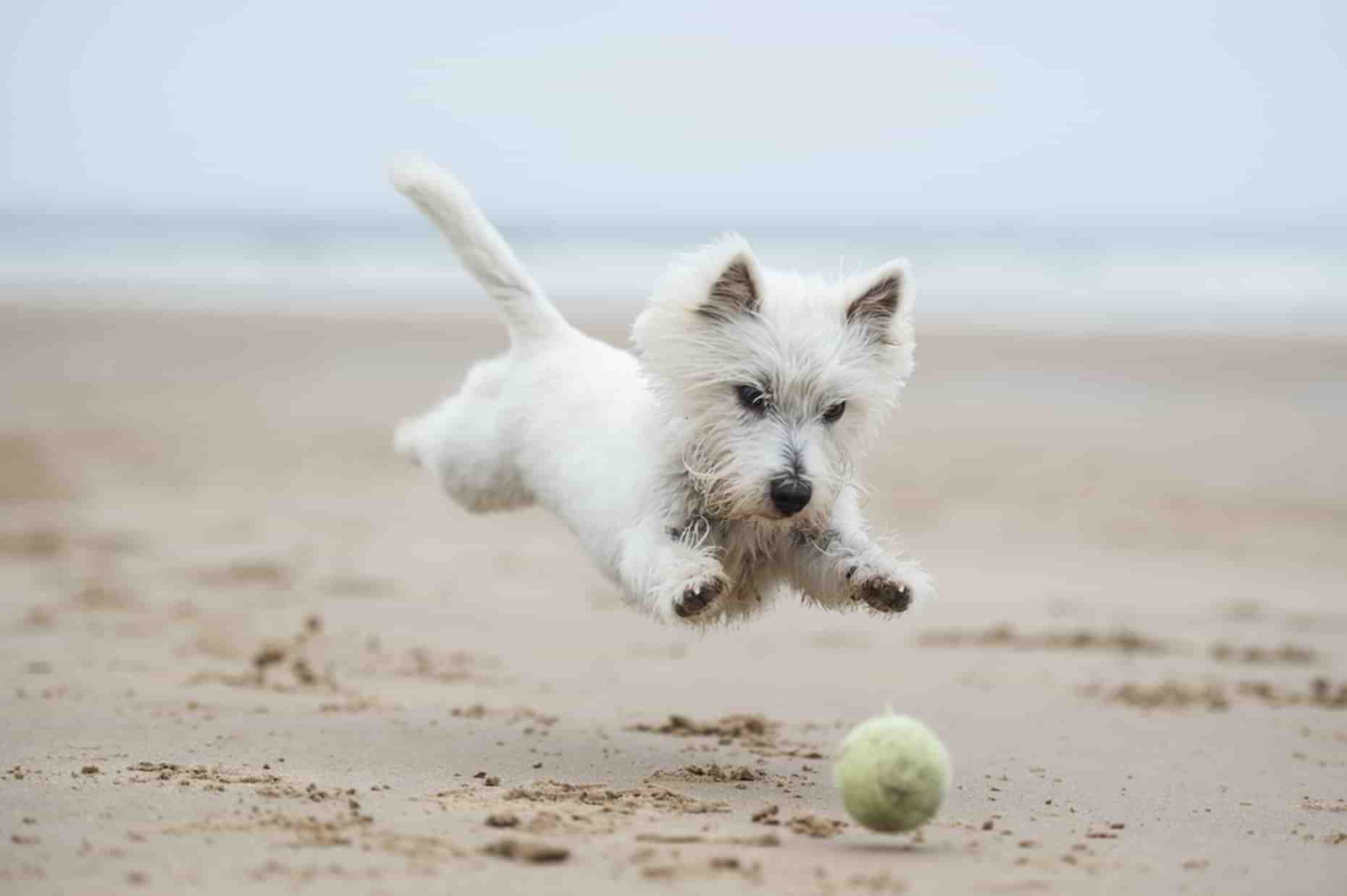 Small dog on beach