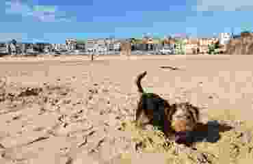 St Ives Dogs Beach 2