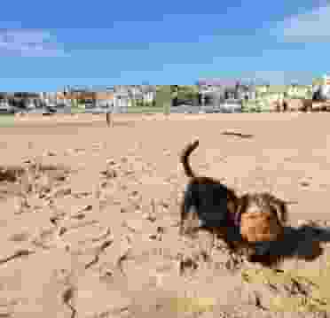 St Ives Dogs Beach 2