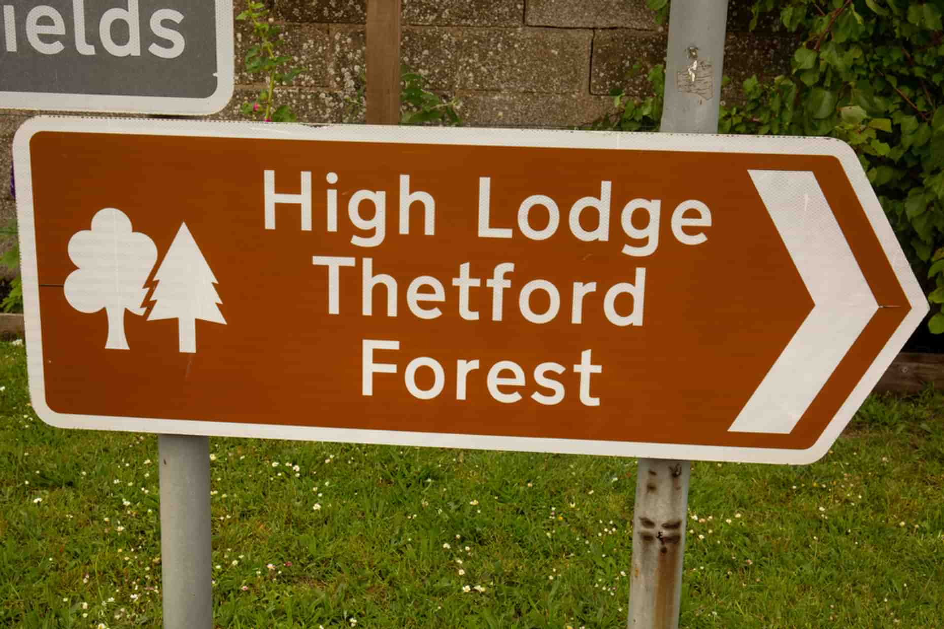 Thetford Forest 1