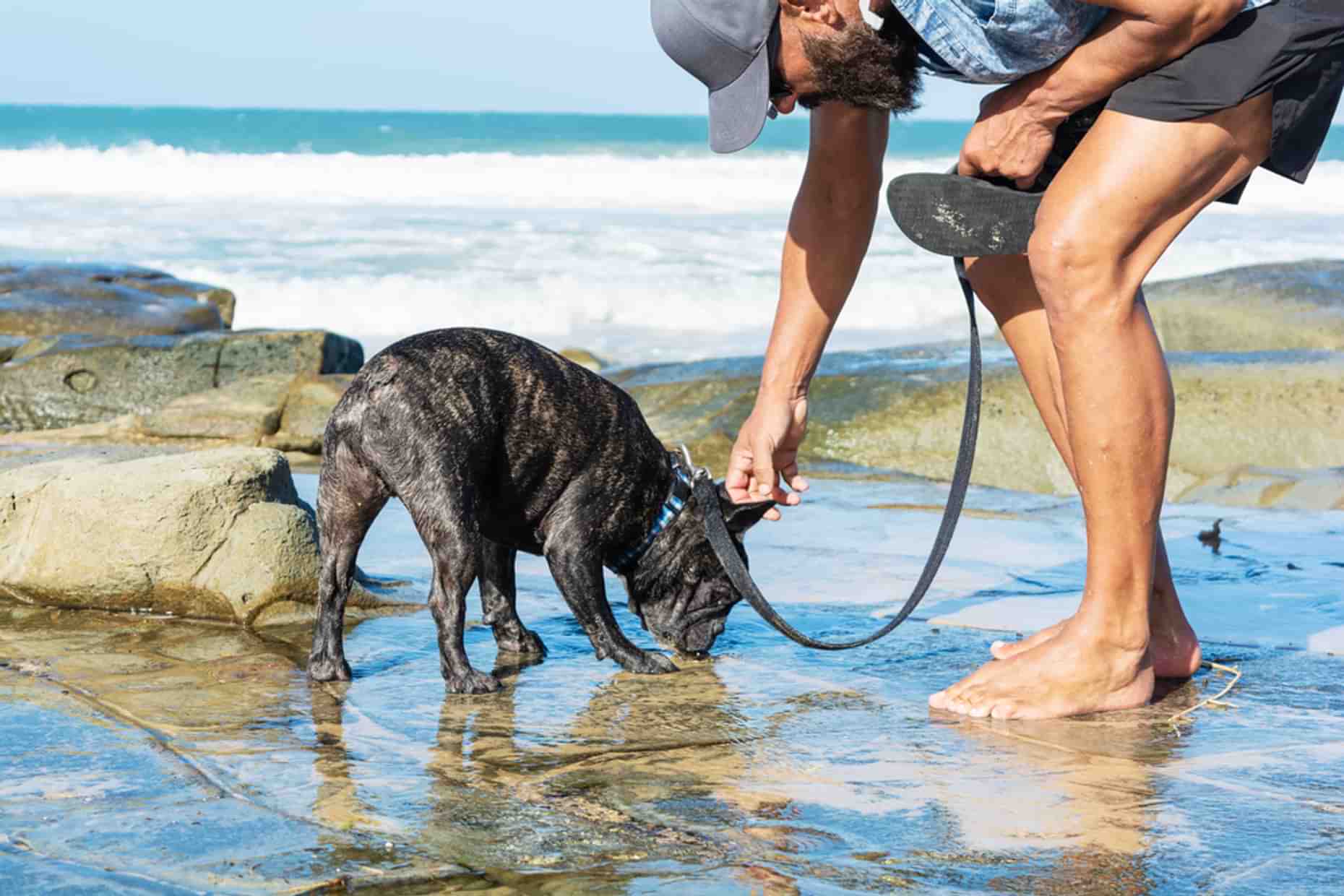 Waxham Sea Palling Dog Walks Lead