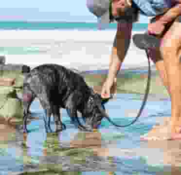 Waxham Sea Palling Dog Walks Lead