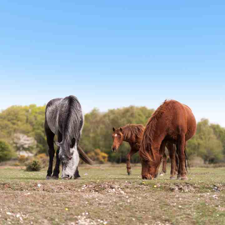 New Forest native ponies