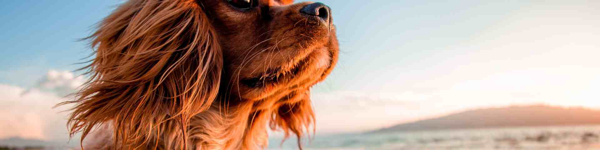 Cornish holidays online with dogs