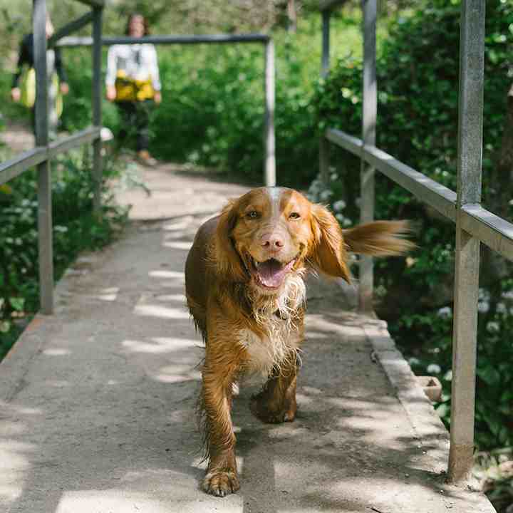 Dog friendly park