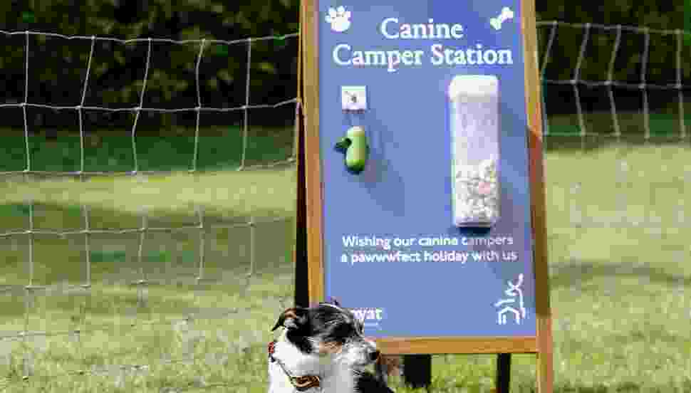 Canine Camper