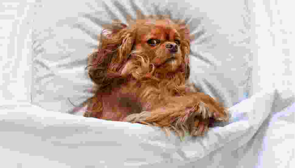 Parbola Standard 2 Bed Pet 0000 Dog 3