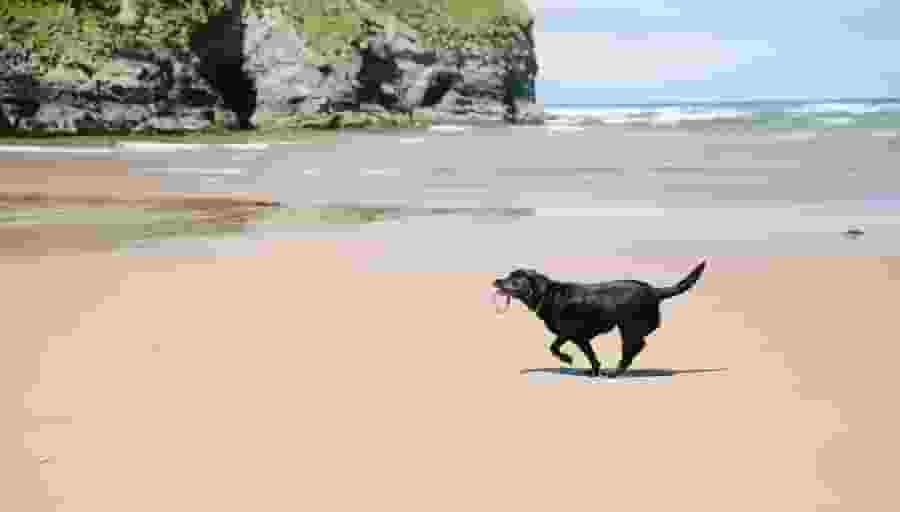 Gallery2dog on beach