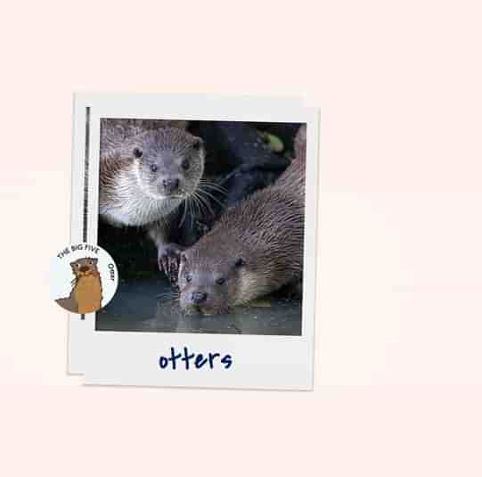 Otters3